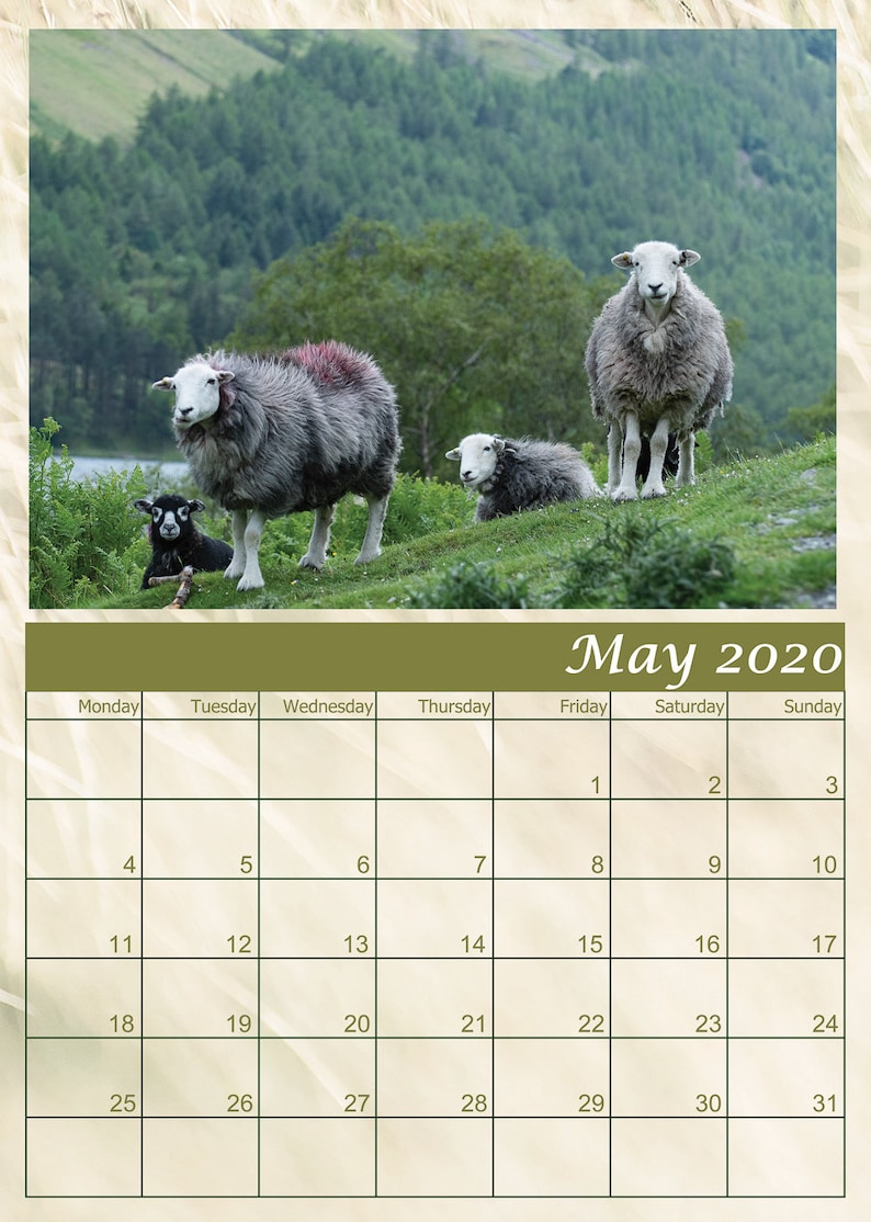 Herdwick Sheep Calendar 2020 12 Page A4 Spiral Bound Calendar Etsy