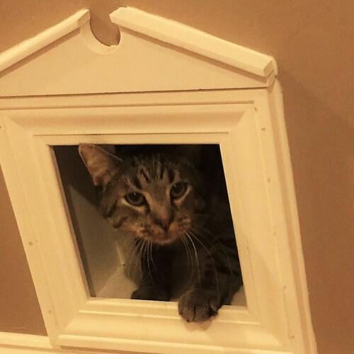 Can Cats Use Dog Doors