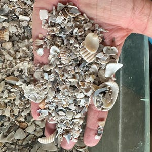 May include: A handful of assorted seashells, including fragments and whole shells, in shades of white, beige, and brown. The shells vary in size and shape, with some showing intricate patterns and textures. The image is taken from a close-up perspective.