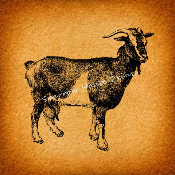 Vintage Goat Print Farm Animal Home Decor Antique Goat Print Etsy