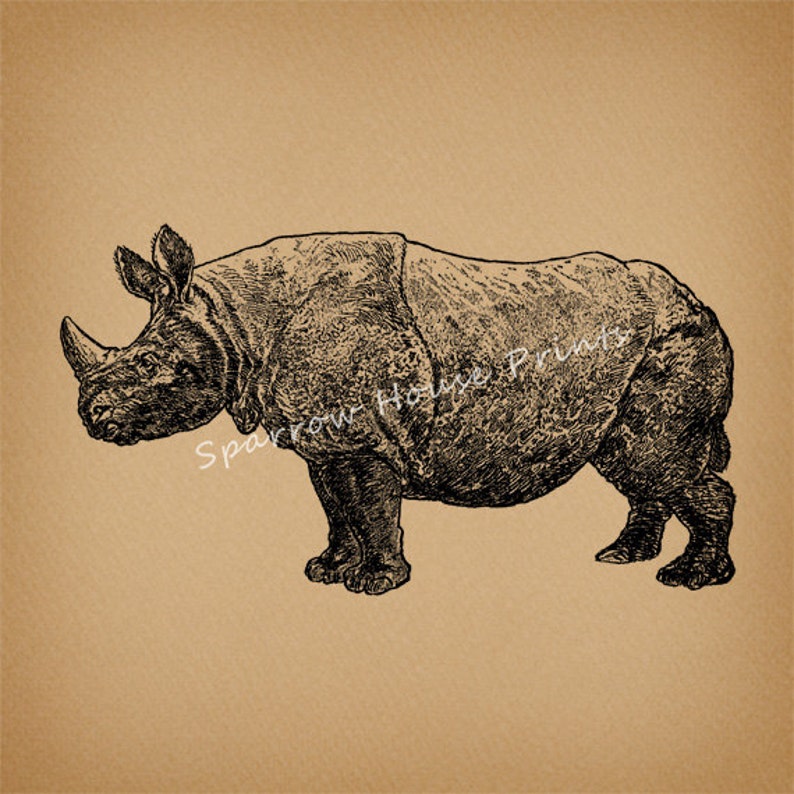 Vintage Rhino Print Rhinoceros Wall Art Antique Rhinoceros Etsy