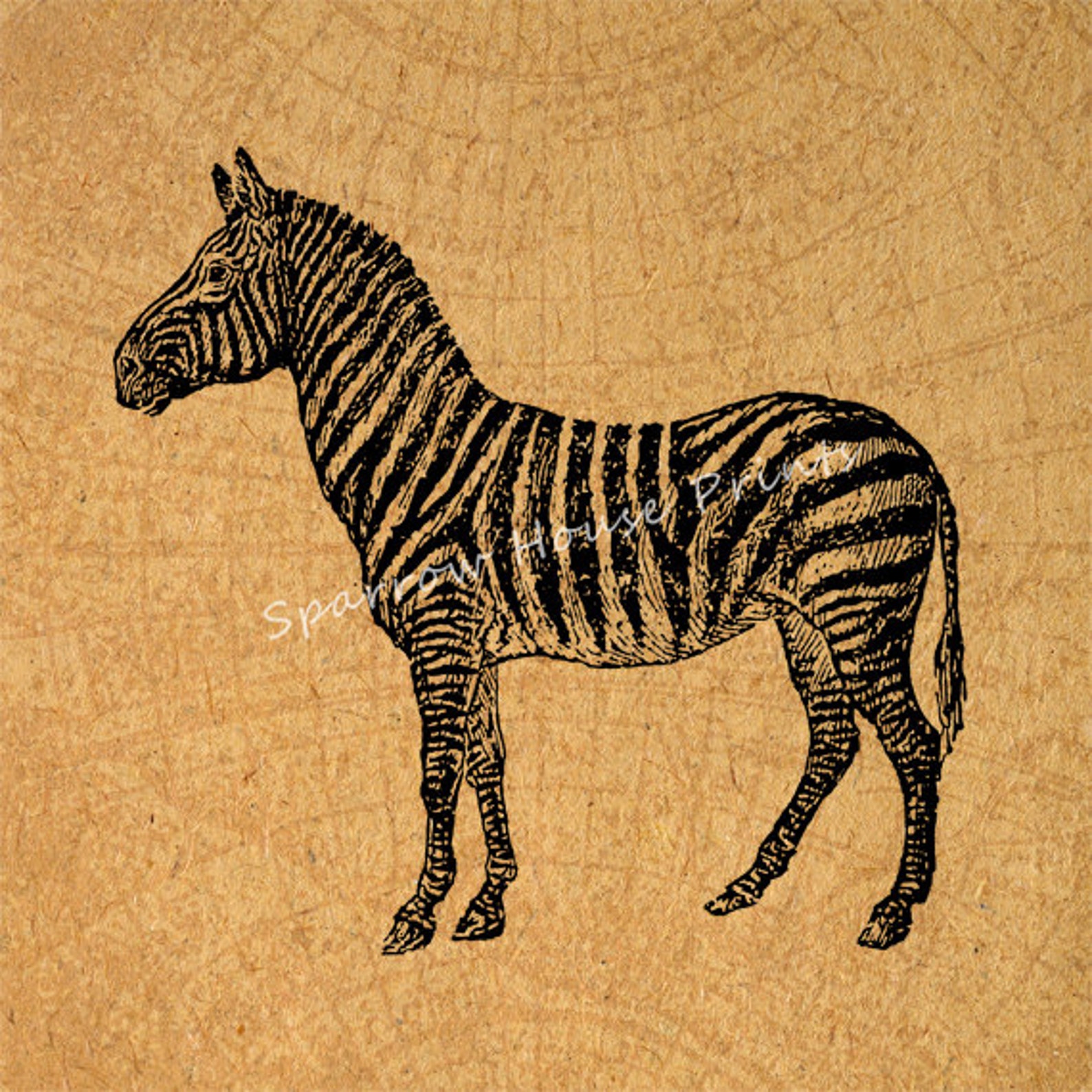 Vintage Zebra Art Wall Art Animal Home Decor Antique Artwork Etsy