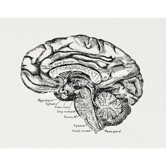 Antique Brain Cross Section Medical Diagram Anatomy Vintage | Etsy