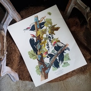 c1960 Vintage Audubon Druck gestapelt Specht, Picus Pileatus. Bird of America. 17 &quot;x 14&quot;