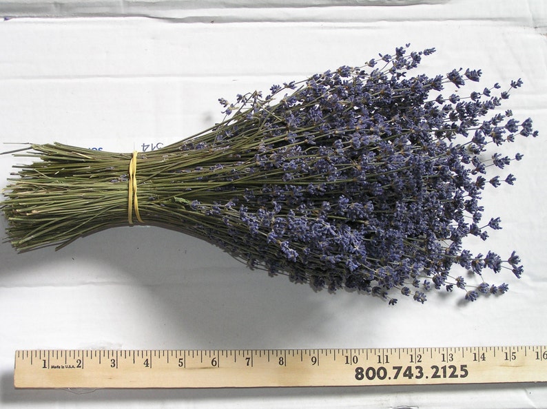 6 bunches of Dried English Lavender Lavender