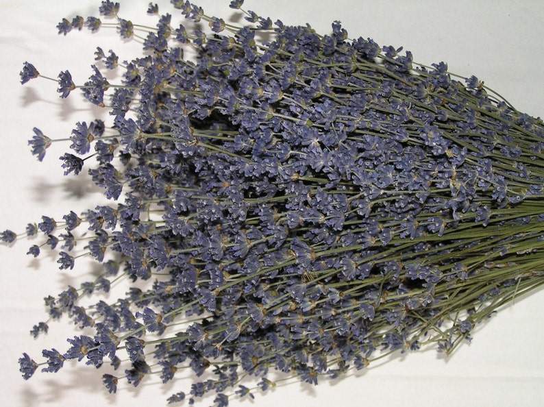 6 bunches of Dried English Lavender Lavender