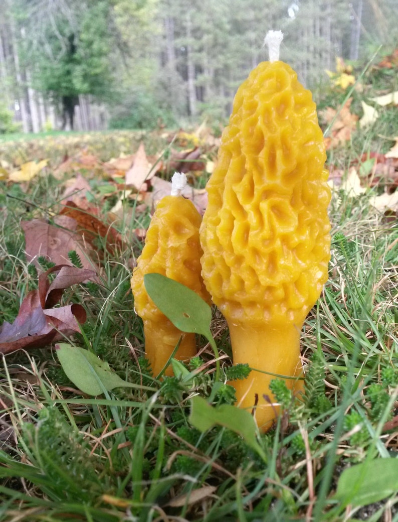 Michigan Beeswax Candles Morel Mushroom Candle Set Handmade 100% Beeswax Farmhouse Decor Cabin Rustic Gift image 3