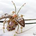 see more listings in the Beetles, Bees section