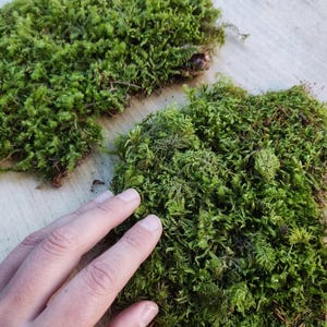 Naturally Dried Moss: Forest Moss Craft Supply, Natural Terrarium Decor