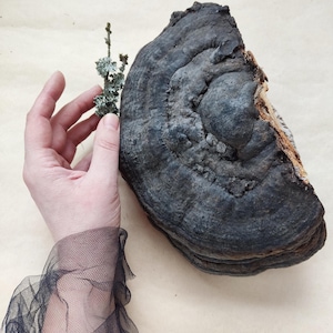 May include: A large, dark gray mushroom with a textured surface. The mushroom has a layered appearance and a lighter-colored edge. A small sprig of green and white plant is held near the mushroom.