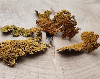 Dried Yellow Lichen (5 pcs): Xanthoria Clusters for Woodland Crafts, Resin and Natural Art