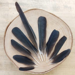 Black Jackdaw Feathers: Ethically Sourced for Ritual Crafts, Gothic Art