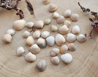 30 pcs Natural Striped Sea Shells