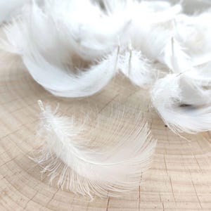 Op de afbeelding: Close-up van verschillende pluizige witte veren verspreid op een lichtbruin houten oppervlak. De veren hebben zachte, delicate structuren met fijne baarden, waardoor ze een lichte en luchtige uitstraling hebben. De natuurlijke houtnerf voegt een rustiek contrast toe.