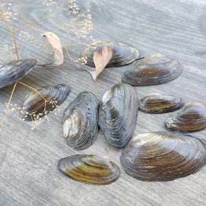 以下が含まれることがあります： 暗く虹色の光沢を持つ淡水イガイの貝殻のコレクション。風化した灰色の木製の表面に配置されています。貝殻はサイズと形状が異なり、成長輪が見え、自然で有機的な美しさがあります。乾燥した小枝と葉が自然な装飾を加えています。