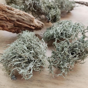 Gedroogde boskorstmossen: natuurlijke korstmosmix voor ambachten, altaren en bosrituelen