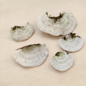 May include: Five white, shelf-like fungi with concentric rings and patches of green moss. The fungi are arranged on a light tan surface, showcasing their unique, textured appearance. The image is a close-up, highlighting the natural details.