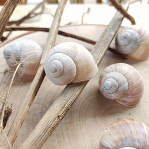Peut inclure: Plusieurs coquilles d'escargots aux tons beige et brun clair sont disposées sur une surface en bois clair, avec des brindilles et des branches sèches. Les motifs en spirale des coquilles sont visibles. L'arrangement crée une esthétique naturelle et terreuse.