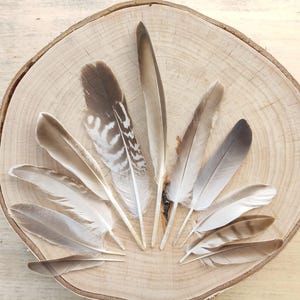 Ethically Sourced Mallard Feathers: Natural Brown & Cream Wild Bird Plumes