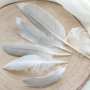 6 Natural White & Grey Seagull Feathers – Coastal Bird Feathers for Rituals, Crafts, Altars or Smudge Fans