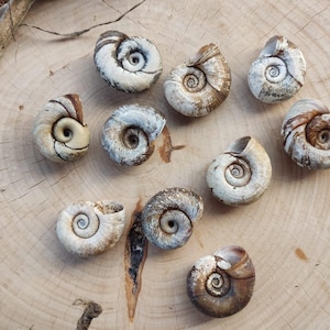 Weathered Spiral River Snail Shells, Natural White Shells, Unique Set of 10, Real Snail Shells for Crafts, Altered by Water and Time