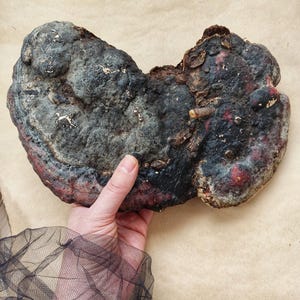May include: A large, irregularly shaped mushroom with a dark, textured surface. The mushroom has areas of black, gray, and reddish-brown coloration. The mushroom is held by a hand, with a sheer black fabric in the foreground.