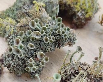 Pixie Cup Lichen Clusters: Dried Forest Decor, 5 Foraged Natural Pieces