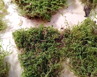 Small Dried Moss Pieces Set: Natural Forest Moss for Crafts, Terrariums and Woodland Decor