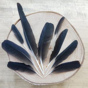 9 Black Jackdaw Feathers: Ethically Sourced for Rituals & Crafts
