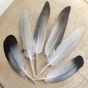 Black & Grey Seagull Feathers (Set of 6): Ethically Sourced Coastal Craft