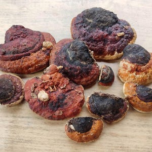 Dried Red-Belted Polypore Fungi: Forest Altar Decor, Eco Art - 10 Pcs