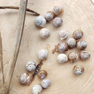 20 Small Real Snail Shells, Natural Pale Forest Shells for Crafts, Witchcraft, Terrariums, Fairy Art, Spiral Snail Shell Lot