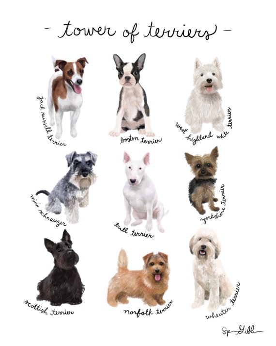 types of small dog breeds chart