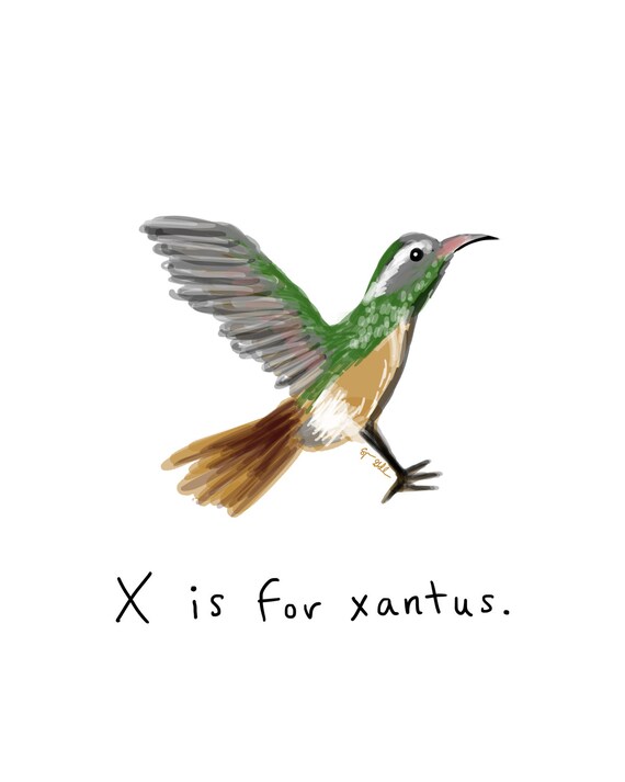 Image result for xantus