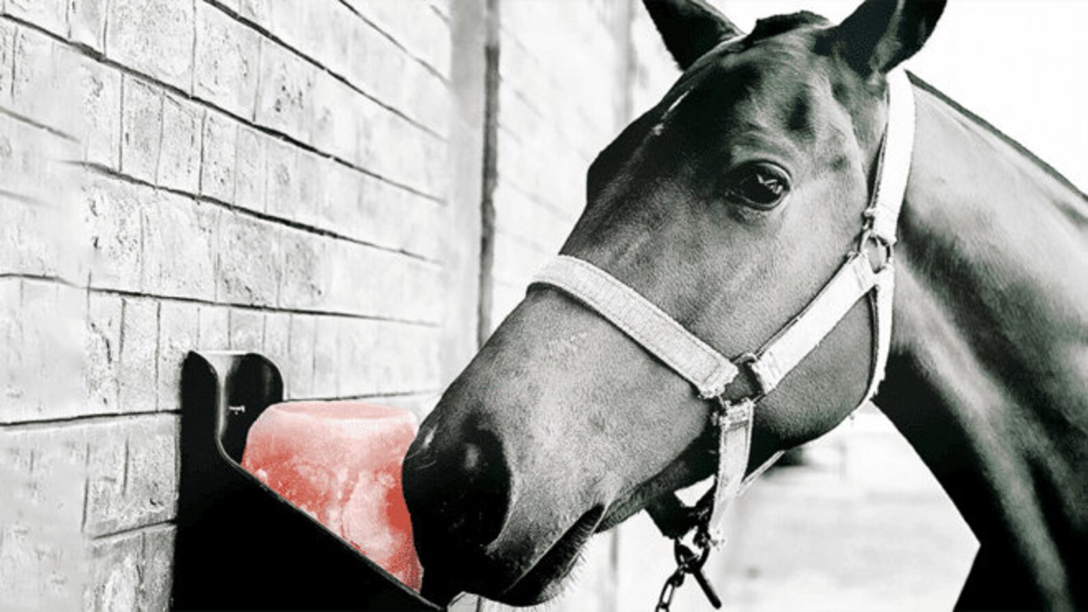 Farming Salt Lick Equestrian Salt Lick Wildlife Salt Lick Etsy