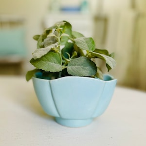 May include: A light blue ceramic planter with a scalloped rim, featuring a small green plant with fuzzy leaves.