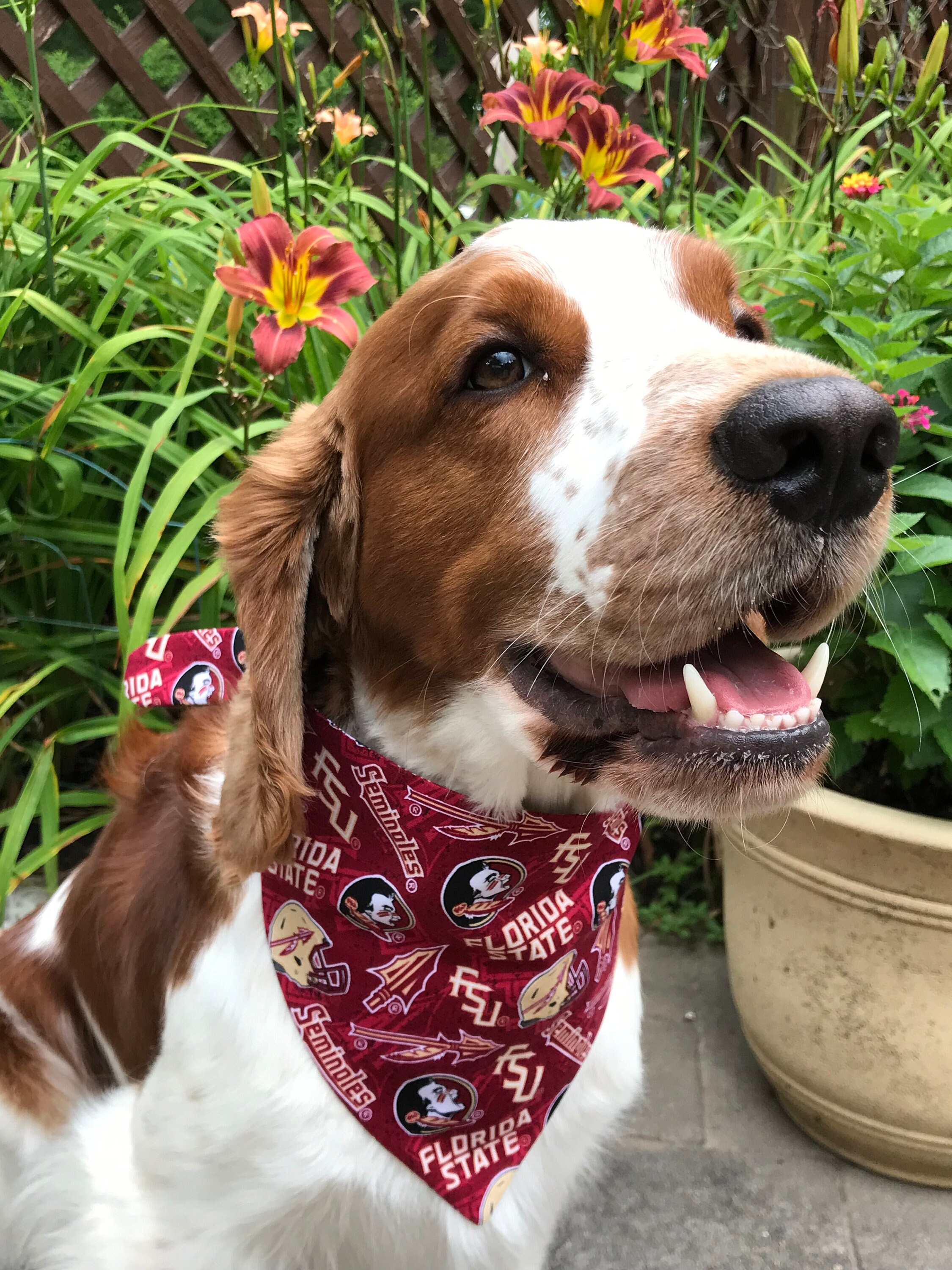 Florida State University Pet Bandanas Seminoles Garnet Gold