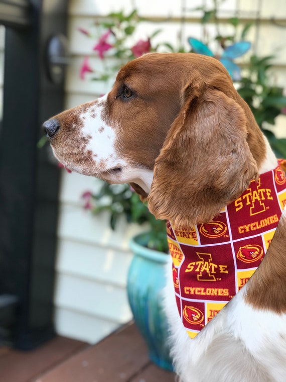 best backpack to carry dog