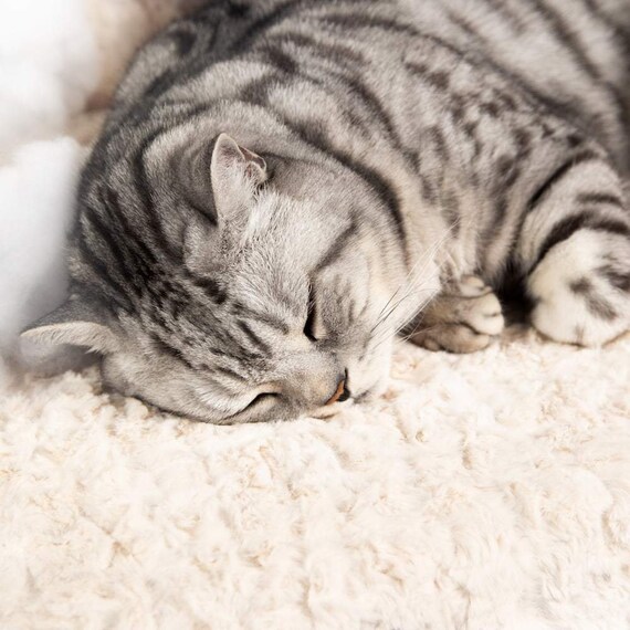 Cat thermal bed hotsell