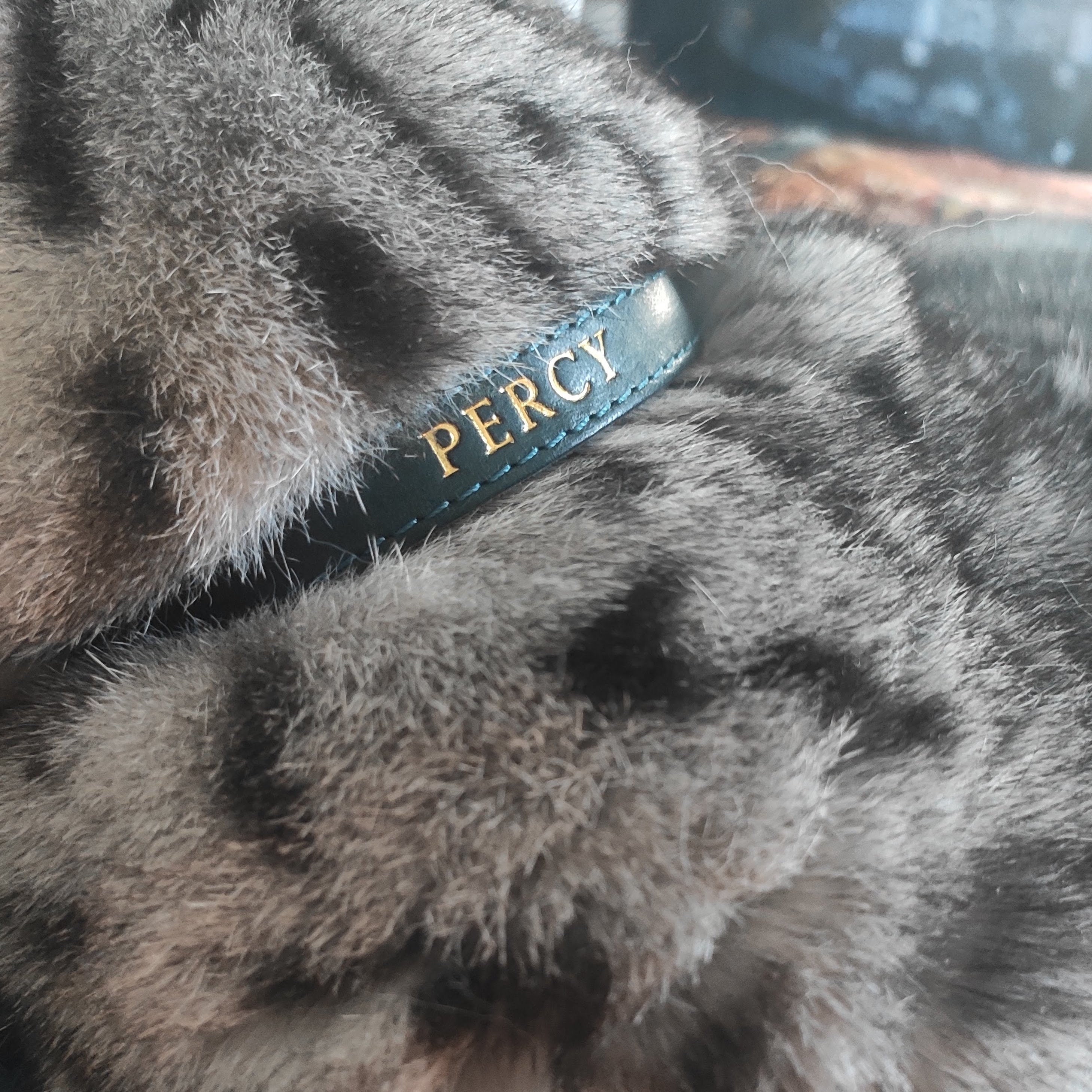 personalised quick release cat collar