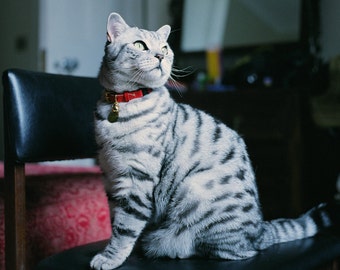 Rood lederen kattenhalsband met afgescheiden gesp