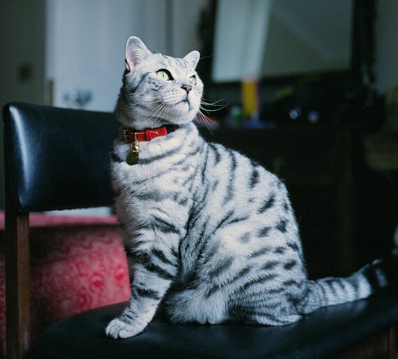 red leather cat collar