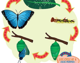 Life Cycle of a (Blue Morpho) Butterfly Clip Art Set