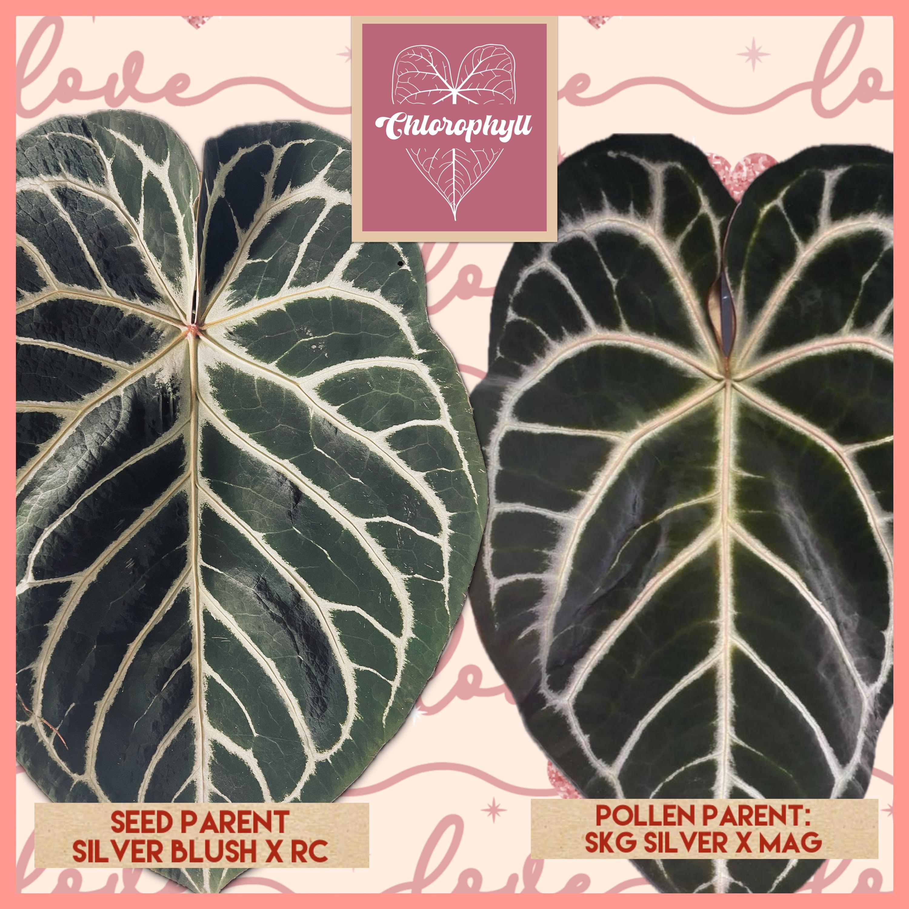 Anthurium Skg Silver - Etsy