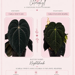 Anthurium Carla X Pap - Etsy