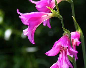 Gladiolus imbricatus /'Turkish Marsh Gladiolus/' Ex. Ukraine 40 SEEDS