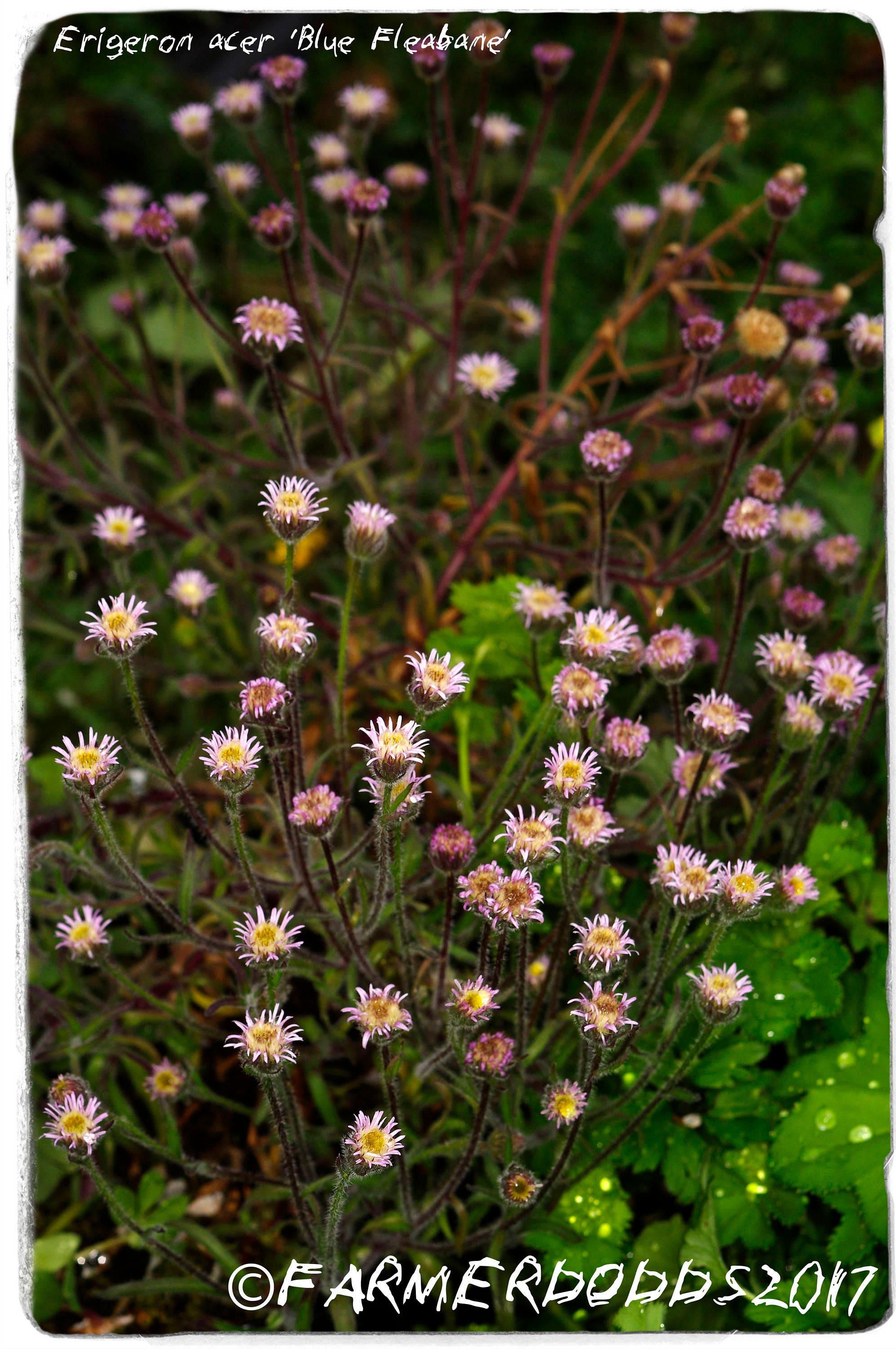 Oregano Greek 1000 Seeds Suffolk Herbs