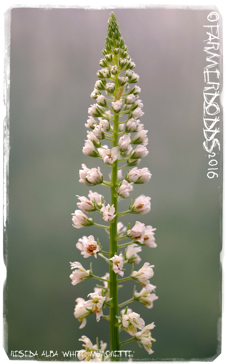 SEEDS Ex. Suffolk, England 100 Althaea officinalis /'Marshmallow/'