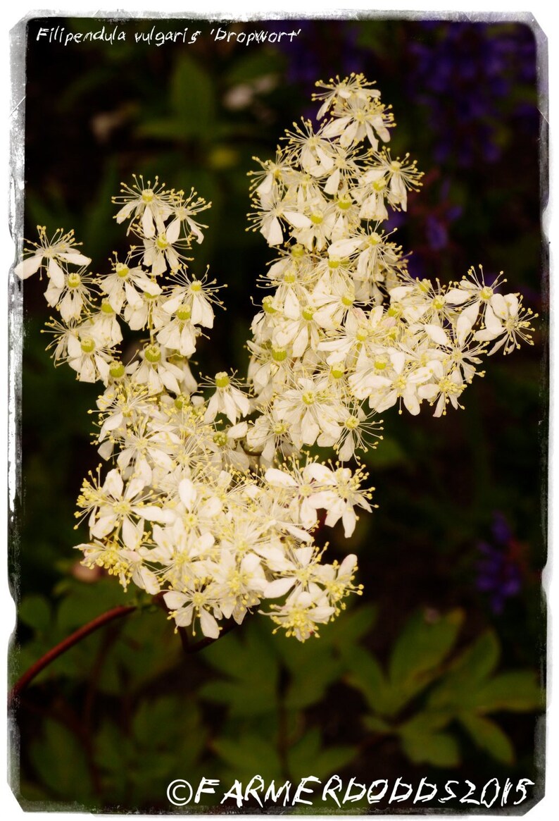 100 Ex. Co. Durham, England Senecio vulgaris /'Groundsel/' SEEDS