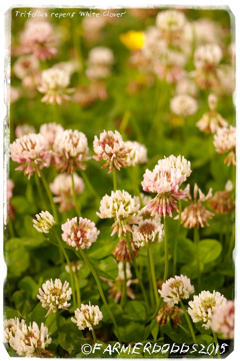 Ex. Teesdale, 75m., England 40 SEEDS Viola odorata 'Sweet Violet
